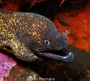 Moray Eel,cleaned by cleaner shrimp by Jan Maringka 